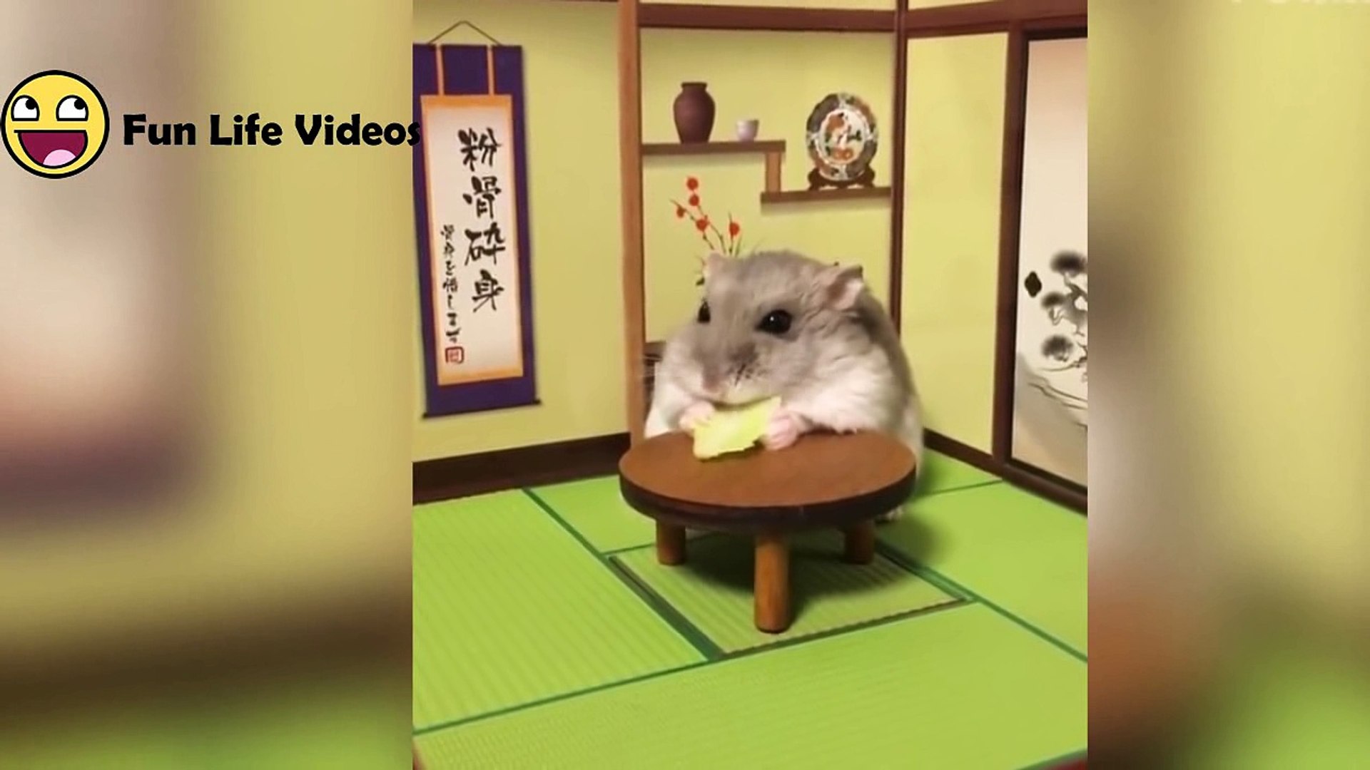 Funny Hamsters Videos Compilation 4 Cute And Funniest Hamster