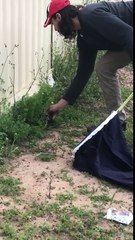 Un gros serpent tiré d'un trou