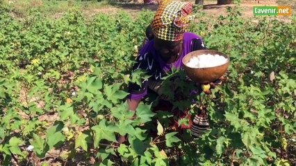 Burkina Faso - Le coton bio trouve sa place