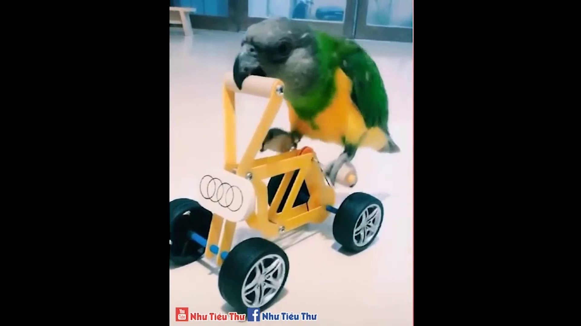 ⁣Pets & Animals Funny Photos, Cute Animal Videos & Pet News