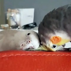 2 birds doing some training on the coach