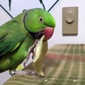 2 birds fight over some bisquities