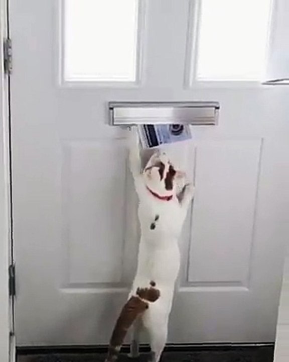 When your cat thinks she’s a dog...