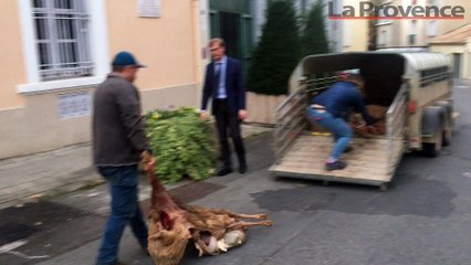 Le désespoir des éleveurs alpins après une nouvelle attaque de loup