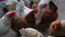 Why People Are Being Warned Not to Dress Up Chickens For Halloween