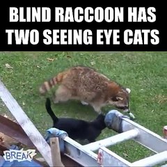 When you're a blind raccoon, you need some friends to guide you...