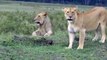 Une mangouste réussi à faire fuir des lionnes affamées... petit mais costaud
