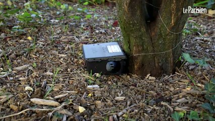 Prolifération de rats : il y a du mieux à Clichy