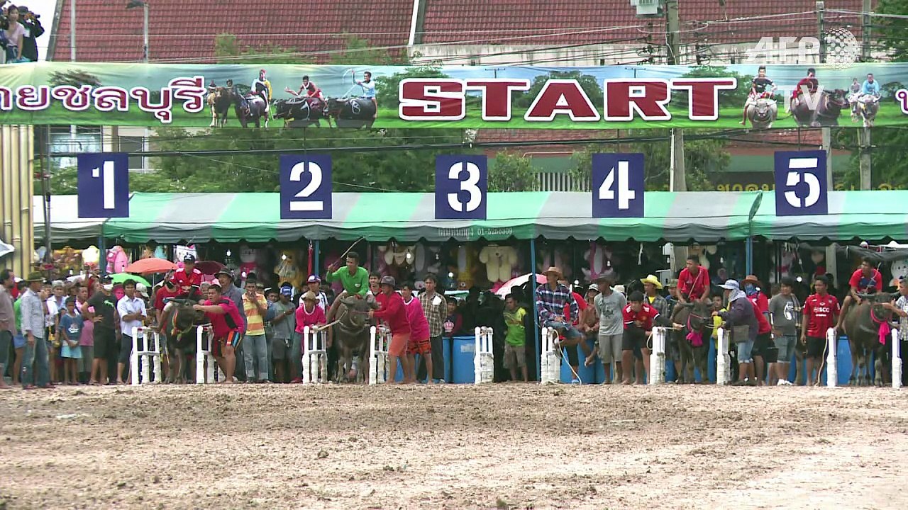 Thaïlande: courses de buffles à cheval entre rodéo et hippisme
