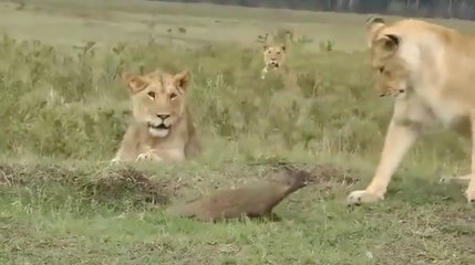 Qui a dit que le lion est le roi de la jungle ? Un suricate petit mais costaud provoque un lion !