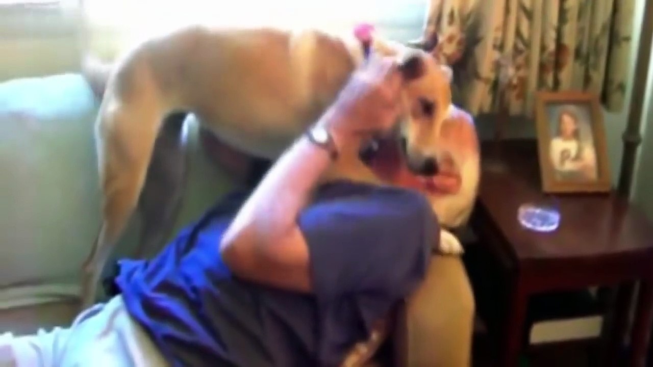 This is the reason I love dogs than cats