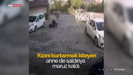 Anneyle kızına sokak köpekleri saldırdı