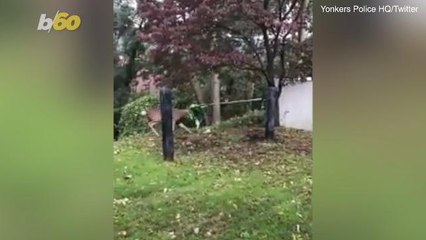 Police Free Buck That Got Trapped in Hammock