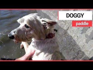 RNLI rescue pooch struggling to swim to safety | SWNS TV