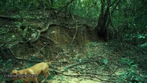 Brave boy Rescue his Dog from Anaconda in the forest - Brave Wilderness