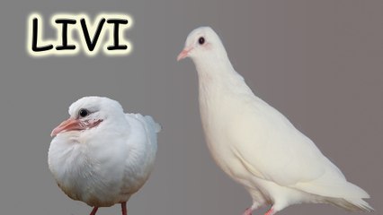 LA HISTORIA DE LA PALOMA LIVI | DESDE PICHÓN HASTA SU LIBERACIÓN | RESCATE DE UN PICHÓN