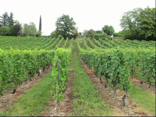 La chasse interdite depuis 1974 dans le canton de Genève