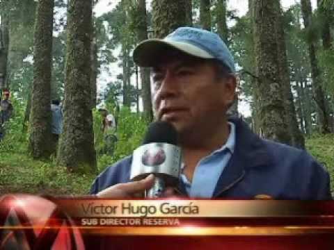 Cambia la migración de las mariposas monarcas