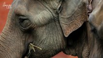 Asian Elephants Are Apparently Really Good At Math