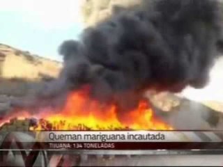 Queman marihuana decomisada en Tijuana