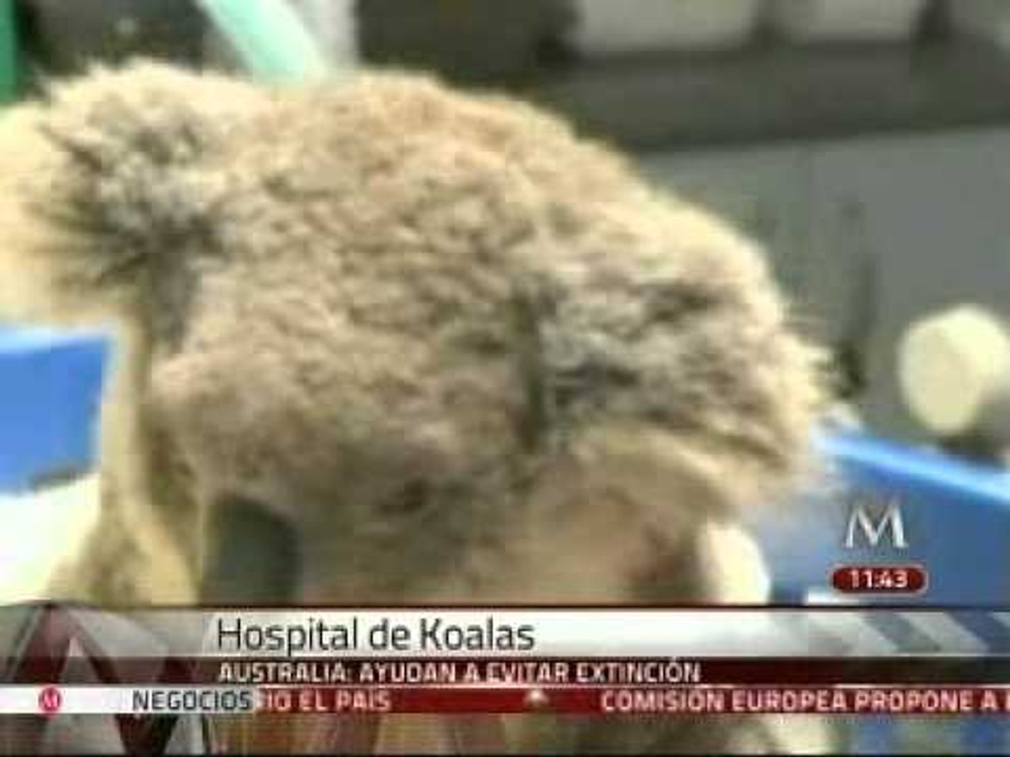 ⁣Hospital de koalas en Australia