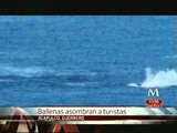 Ballenas asombran a turistas en Acapulco
