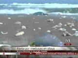 Invaden medusas la playa Bagdad de Matamoros, Tamaulipas