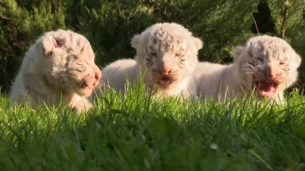 Nacen tres tigres de Bengala en el parque Taigan de Ucrania