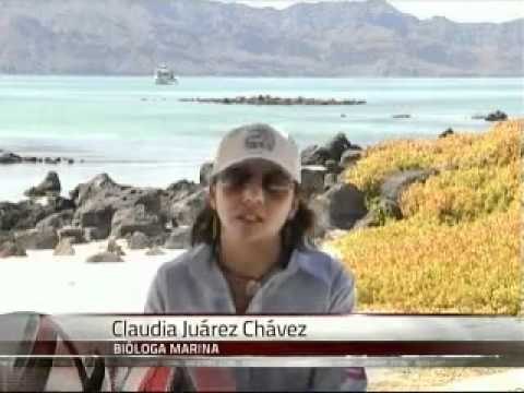 Lobos marinos de BC, indicador de la riqueza pesquera