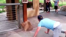 “OMG! When This Man Approaches A Lion’s Lair Doing THIS, Nobody Expected This Reaction!”