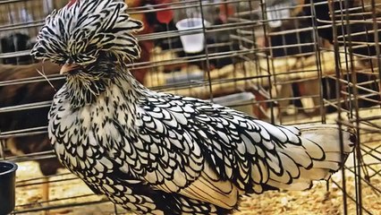 5 Roosters You Won't Believe Actually Exist!