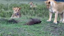 Une mangouste réussi à faire fuir des lionnes affamées... petit mais costaud