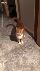 This might be the angriest cat I've ever seen 