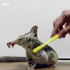 Just a little guy loving his scratches 
