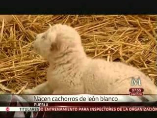 Nacen cachorros de león blanco en Puebla