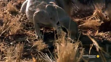 Cobra vs Mongoose fight