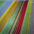 Tulip Fields in Netherlands - Millions of colourful flowers! Droning Dutchman