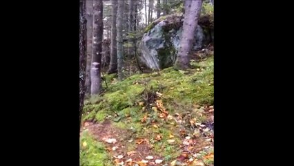 Une foret qui respire : phénomène rare et magnifique