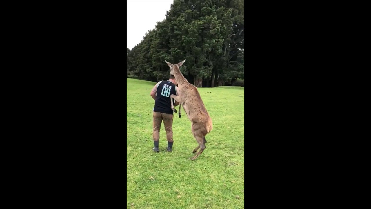 Il apprend à danser à son amie la biche