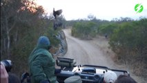 Ils ne s'attendaient pas à ça : un léopard venu de nulle part bondit pour attraper un oiseau