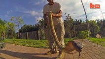 Il fait le métier le plus dangereux du monde : Snake Whisperer