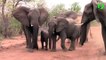 Le moment terrifiant ou ces touristes se retrouvent face à un troupeau d'éléphants en colère