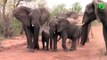 Le moment terrifiant ou ces touristes se retrouvent face à un troupeau d'éléphants en colère