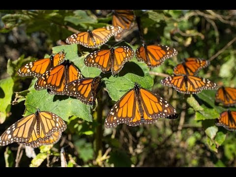 Las acciones para la conservación de la mariposa monarca en México