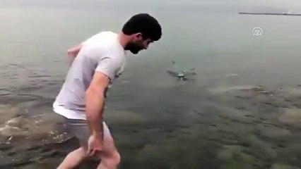 Kancaya takılan martıyı vatandaş kurtardı - ORDU