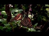 Mariposa Monarca, su vuelo corre peligro