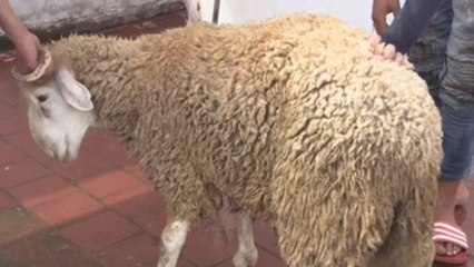 Morocco sacrifices around 4 million rams in 2nd day of Eid al-Adha