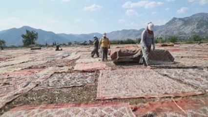 Turkish carpets laid out in fields as part of coloring process