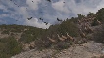 A lifetime spent among the griffon vultures of northern Spain