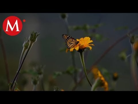 Mariposa Monarca: Correo Real, Trazando la Migración